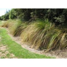 Carex secta